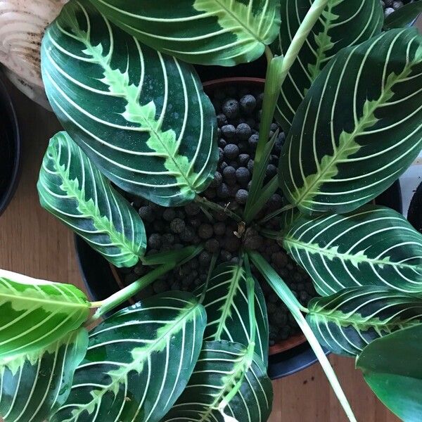 Maranta leuconeura Rusca