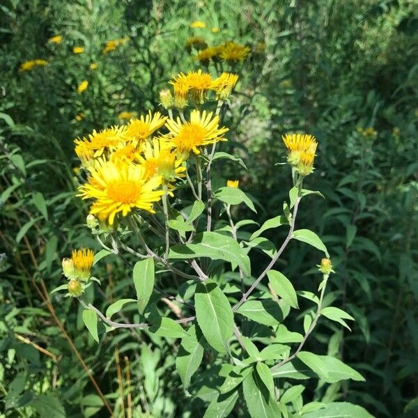 Inula helvetica Flower