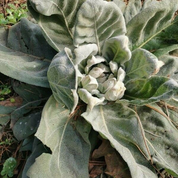 Verbascum thapsus Folla