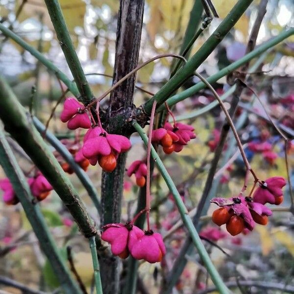 Euonymus europaeus Plod