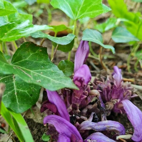 Lathraea clandestina Pokrój