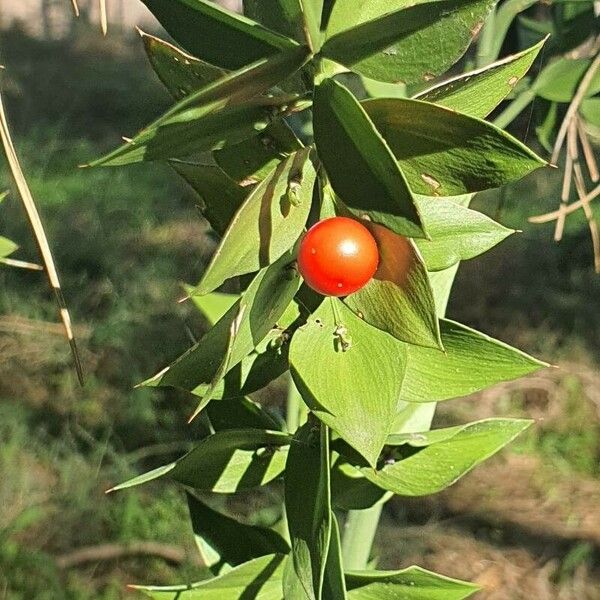 Ruscus aculeatus Fruit