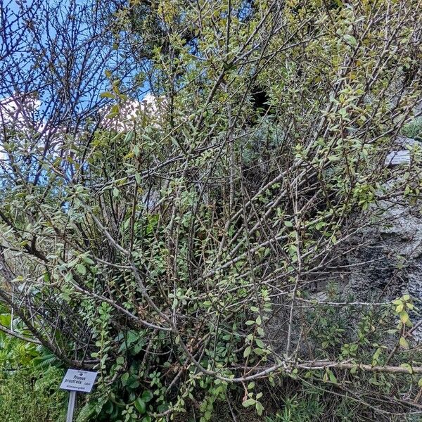 Prunus prostrata (Rock cherry)