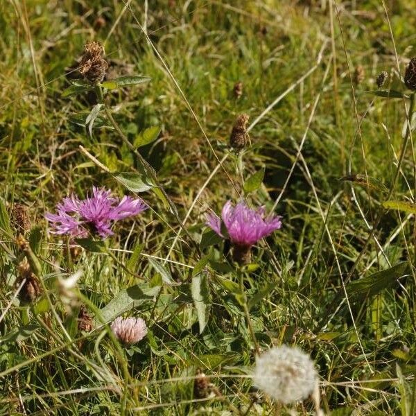 Centaurea nigra Habit