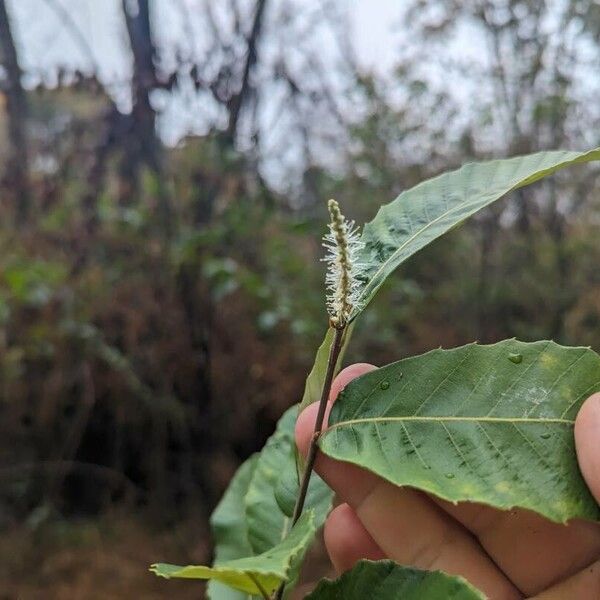 Castanea pumila 花