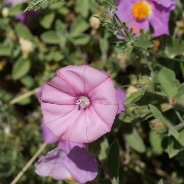 Convolvulus althaeoides Цветок