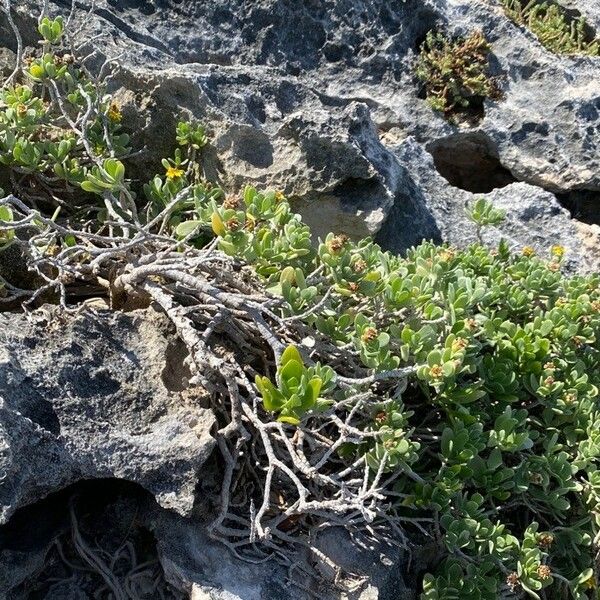 Borrichia arborescens Fulla