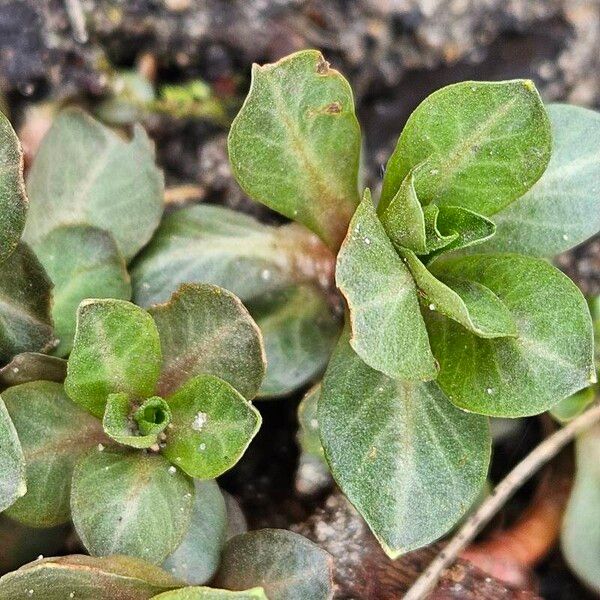 Ludwigia palustris Blad