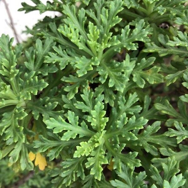 Argyranthemum frutescens Leaf