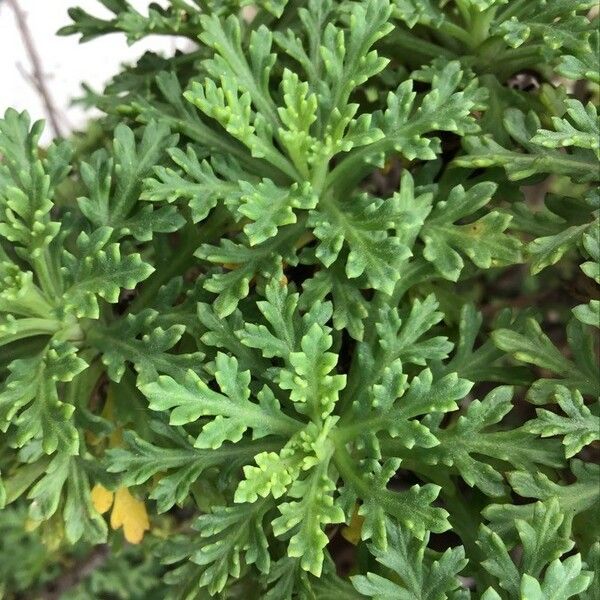 Argyranthemum frutescens List