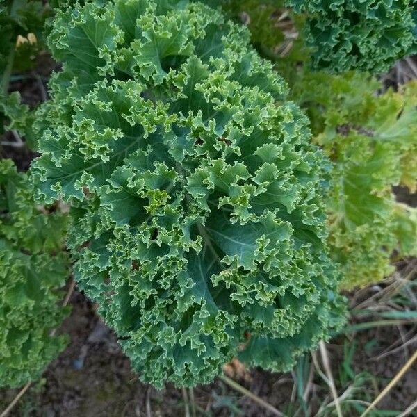 Brassica oleracea 葉