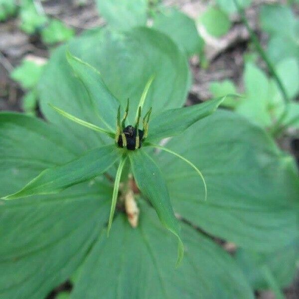 Paris quadrifolia Levél