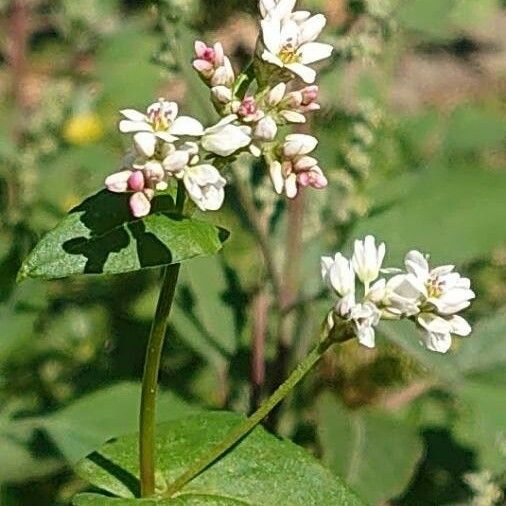 Fagopyrum esculentum 花