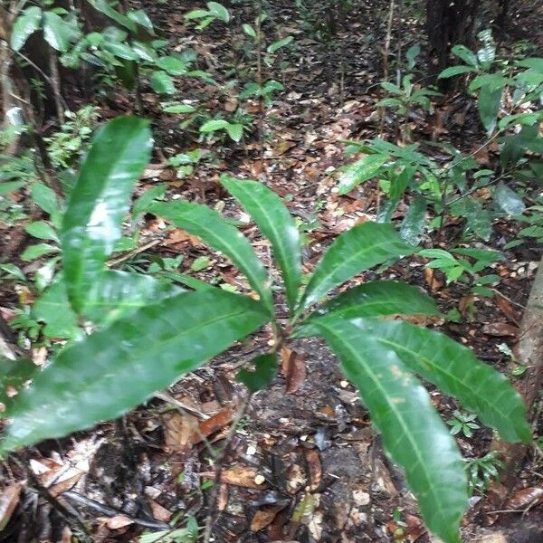 Anacardium spruceanum 叶