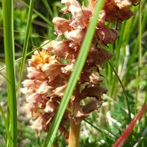 Orobanche alsatica Flor