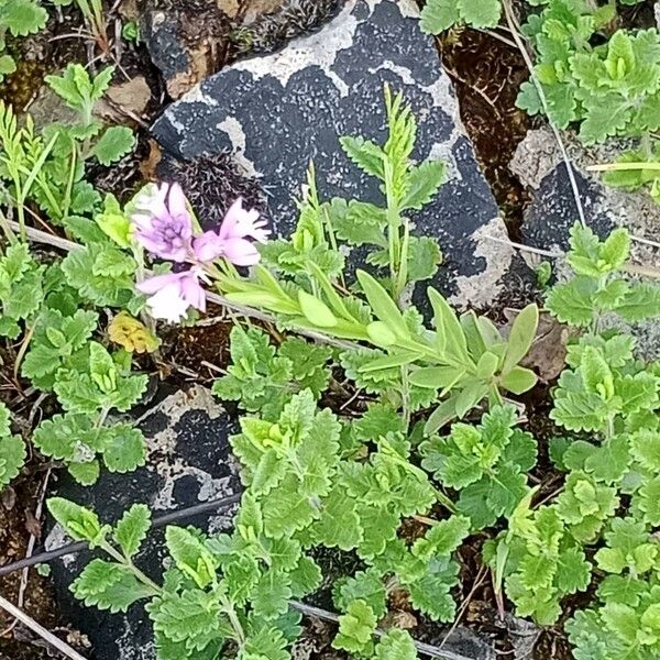 Polygala comosa Habitus