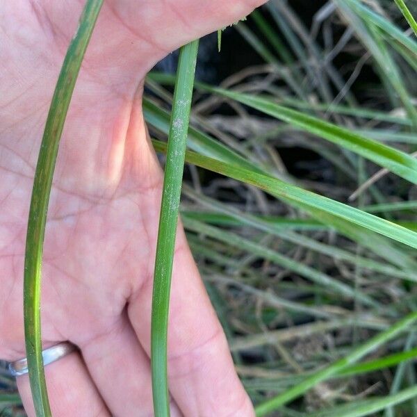 Cyperus eragrostis বাকল