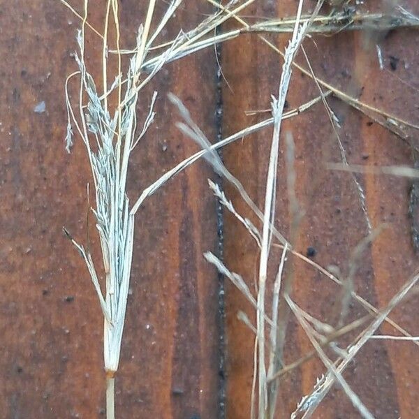 Eragrostis pilosa Fleur