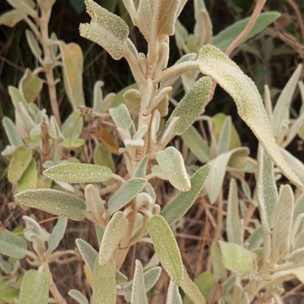 Phlomis purpurea Hoja