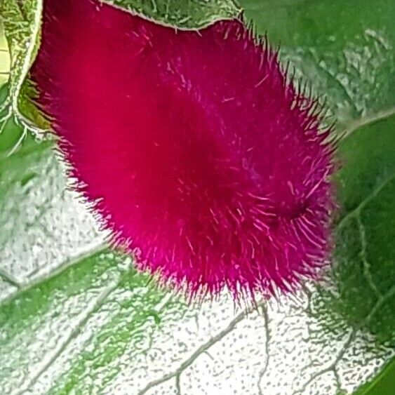 Salvia buchananii Flor