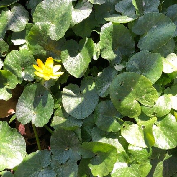 Centella asiatica برگ