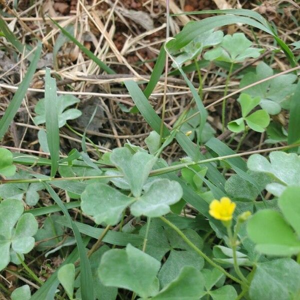 Oxalis dillenii Hoja