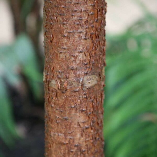 Araucaria biramulata Bark