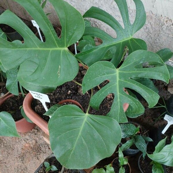 Monstera adansonii Folha