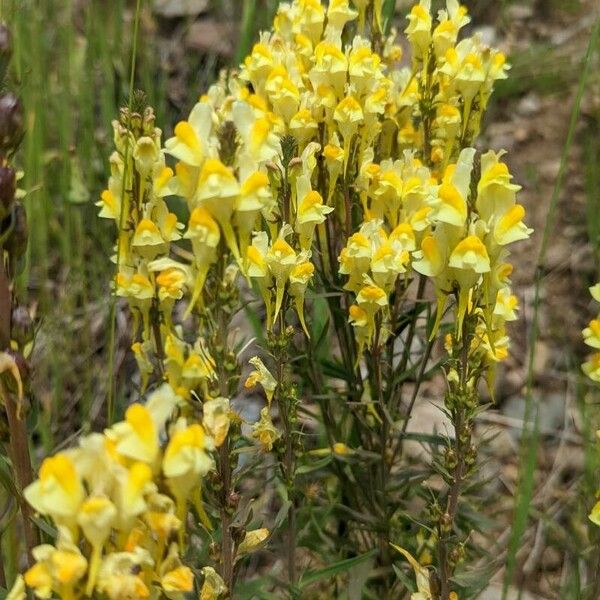 Linaria supina Bloem