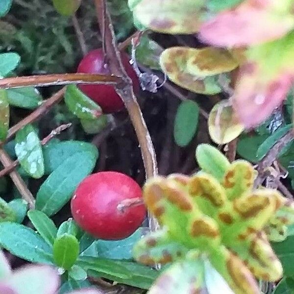 Vaccinium oxycoccos Fruto