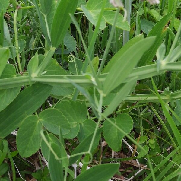 Lathyrus sylvestris Deilen