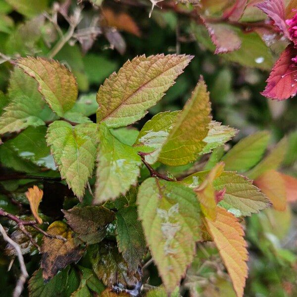 Spiraea japonica Levél