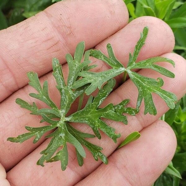 Callirhoe digitata Leht