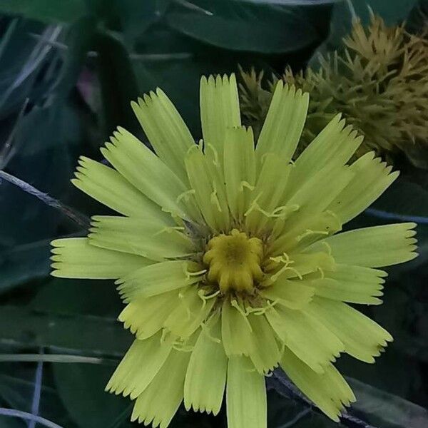 Pilosella officinarum Flower