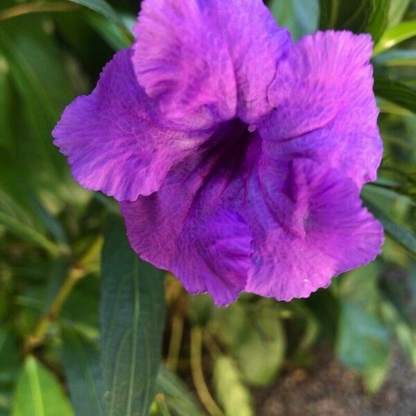 Ruellia simplex Flower