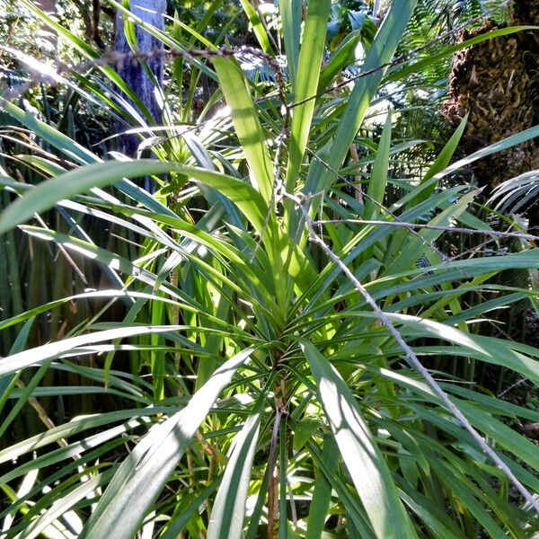 Cordyline stricta Frunză