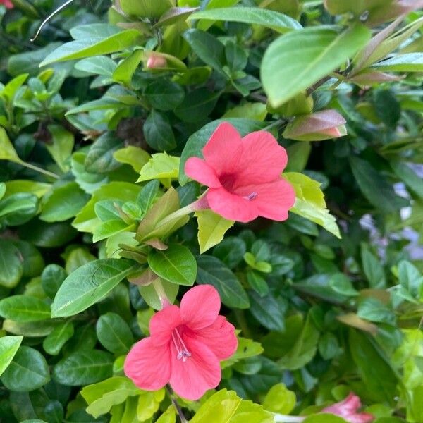 Barleria repens Blomma