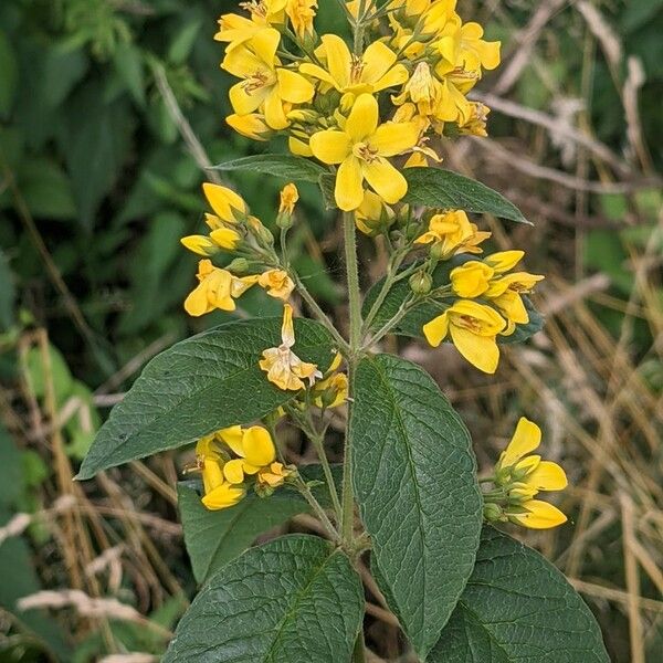 Lysimachia vulgaris Flower