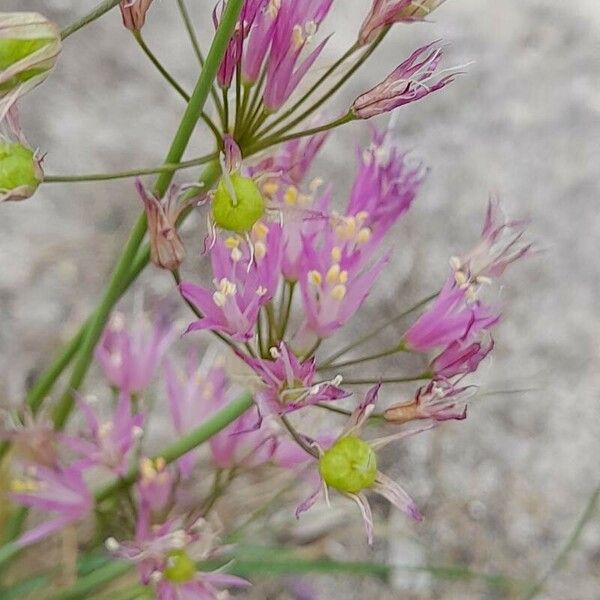 Allium longisepalum ᱡᱚ