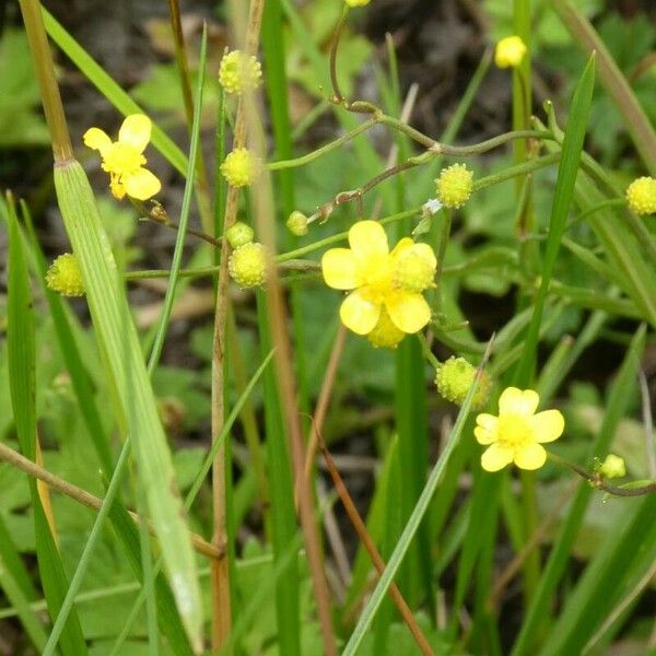 Ranunculus flammula Цветок