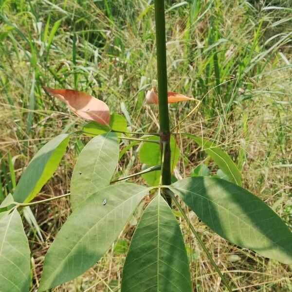 Hevea brasiliensis Hostoa