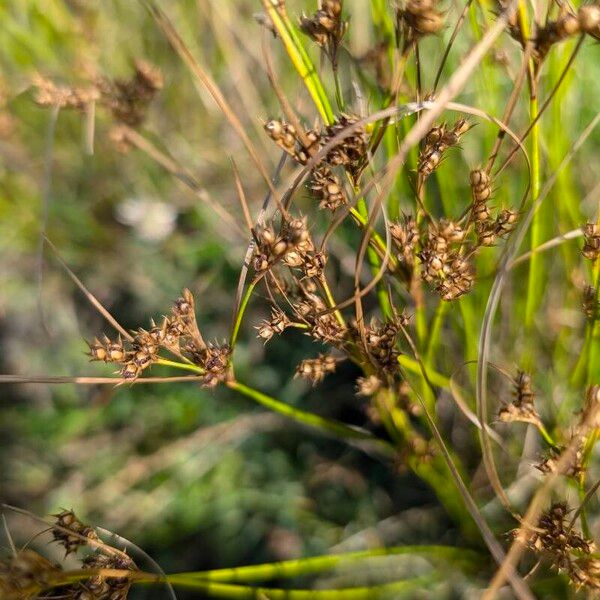 Juncus tenuis Hábito