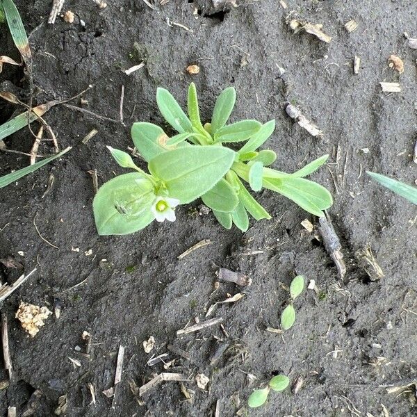 Holosteum umbellatum Foglia