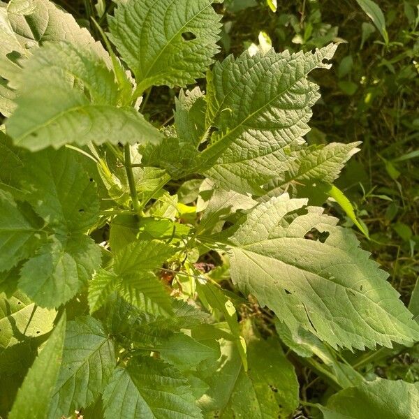 Ageratina altissima Листок