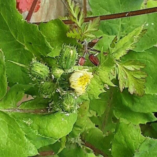 Sonchus oleraceus Цвят