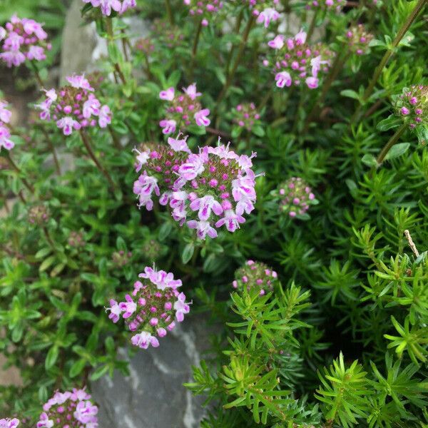 Thymus longicaulis Květ