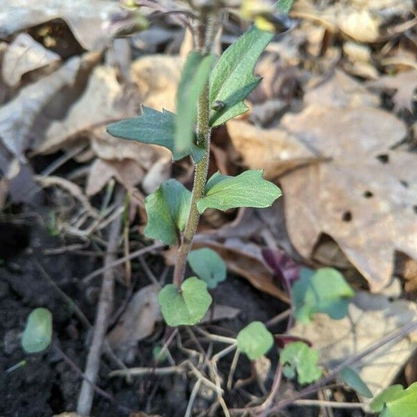 Cardamine douglassii 树皮