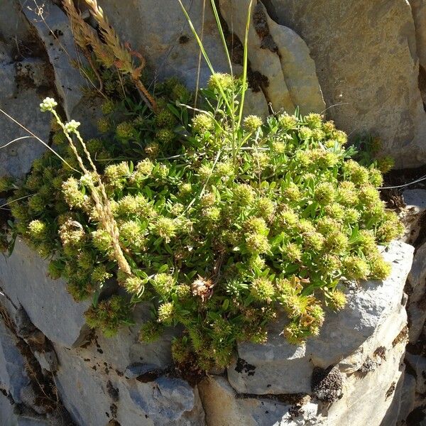 Teucrium montanum Hábito