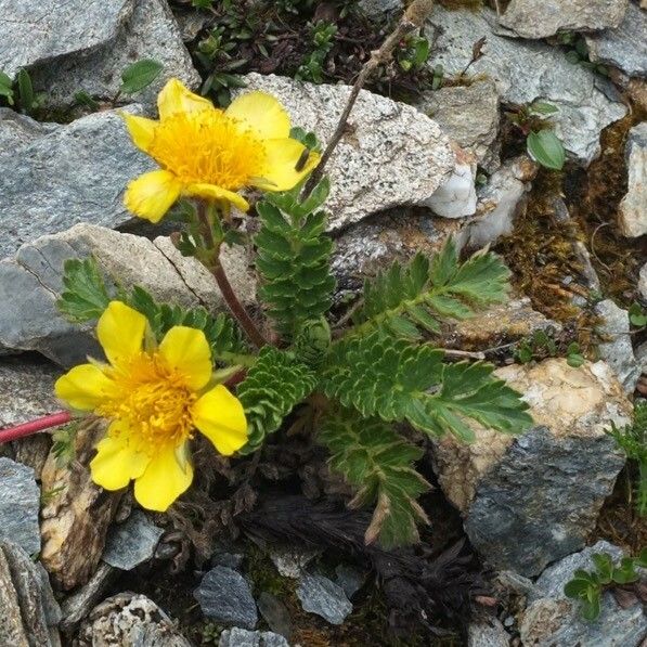 Geum reptans Цвят