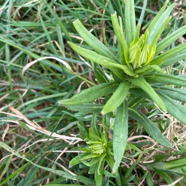 Lithospermum officinale Habit